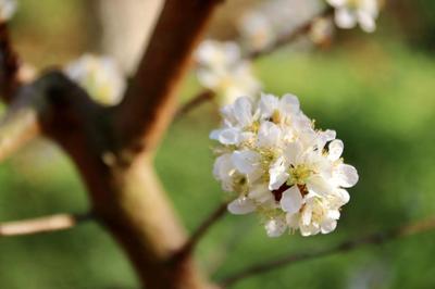 元江曼来：飞雪流香桃李花开 踏青赏花乐享春光