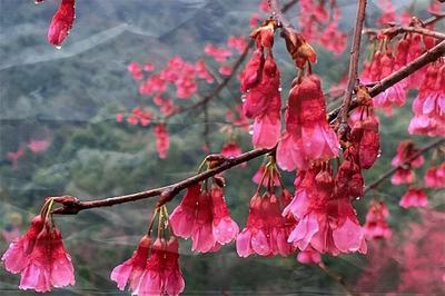  正值盛花期！红河藏着一个樱花谷，美到心坎上！