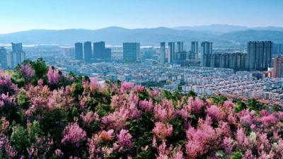 冬去春来，到玉溪赴一场烂漫的樱花之约！