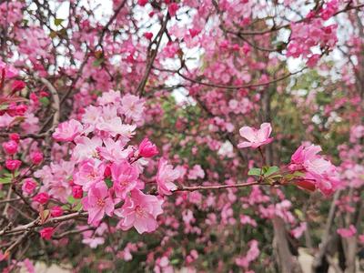 昆明动物园第二十三届樱花节将于3月1日举行