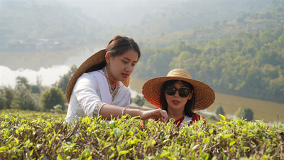 普洱思茅：一叶春茶吐新绿 奏响茶旅融合“交响曲”