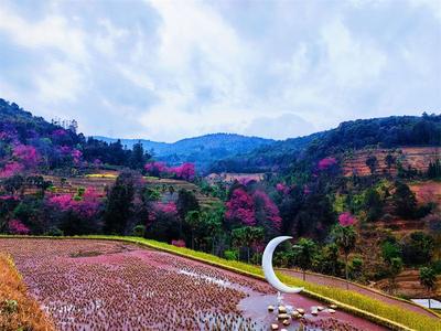  正值盛花期！红河藏着一个樱花谷，美到心坎上！