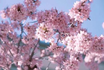 乐游玉溪丨玉溪春日赏花图鉴请收藏！