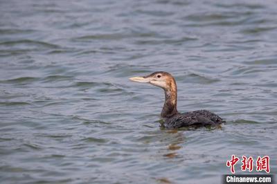 重庆两处新增国家湿地公园正式挂牌 现有湿地420万亩