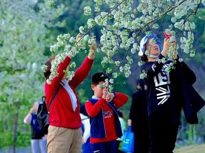 广西赏花游升温 助力旅游市场复苏