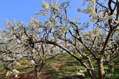 元江曼来：飞雪流香桃李花开 踏青赏花乐享春光