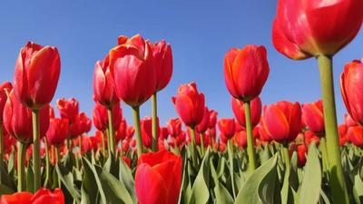 美上央视！弥勒这个地方邀你“郁”见最浪漫的故事和永恒的爱