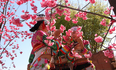 节庆玉溪丨磨盘山“樱花节”启幕在即，大把春色待你来赏！