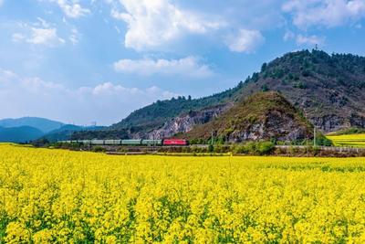 云南开行“赏花”专列 春之旅邀你来