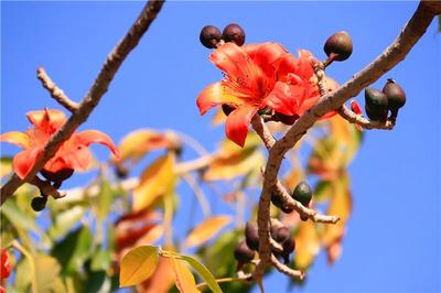 立春丨与怒江共赴春光