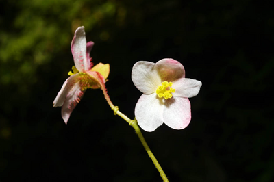 全球首现！云南这一地发现新物种