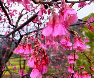  正值盛花期！红河藏着一个樱花谷，美到心坎上！