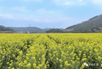开远隐藏的赏花“天堂”，出片率100%！还有……