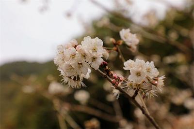 早春时节，去黄草岭赴一场花海之约！