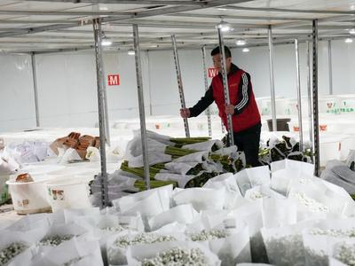 奋进的春天 | 270吨“云花”坐火车畅销全国  