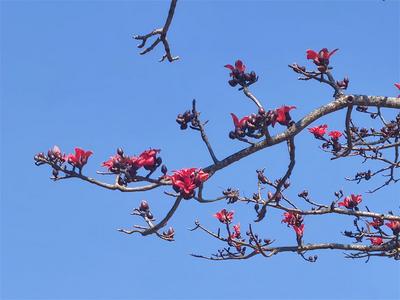 红橙黄三色木棉花争艳，墨江雅邑“花花世界”惊艳初春 ！