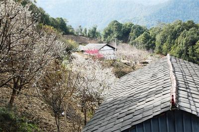 早春时节，去黄草岭赴一场花海之约！