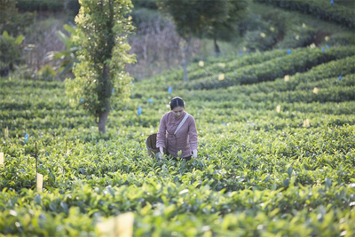 一起去有茶的地方，游茶山、感茶香、听茶事、品茶味……