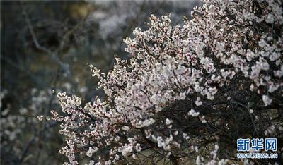 来云南大理洱源“追风”也追花