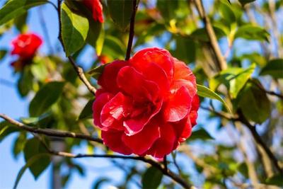 【美丽大理】听风、赏花、丛林穿越……来大理茶花谷邂逅春日风光