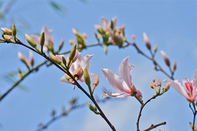 正是春暖花开时，又到一年“食春”季！