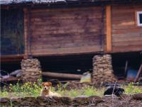 图集 | 雾里村：如诗如画的仙境之村