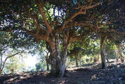 有一种叫云南的生活 | 来云南，感受茶山的魅力