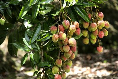 快来抢先听！云南屏边本土歌曲《边城故里》新鲜出炉