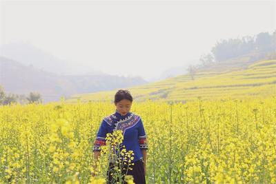 春来赏花去！同心镇乡村文化旅游节（石膏井村油菜花节）即将启幕