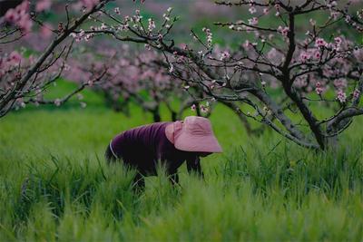 【跟着精品线路游红河】这条私藏的绝美花海线路邀你打卡