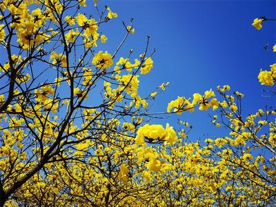 三月春光无限好 开远“花花世界”引客来