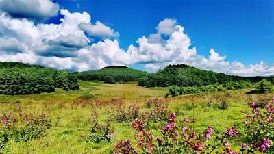 有一种叫云南的生活 | 在楚雄这座绿意满满的小城，享受最惬意的春日时光！