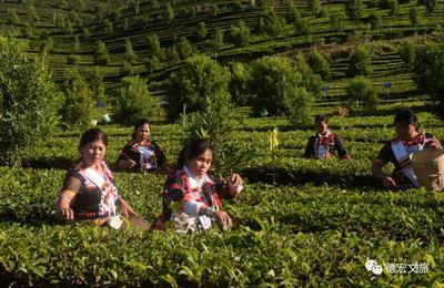 有一种叫云南的生活 | 来云南 品一杯“非遗茶”