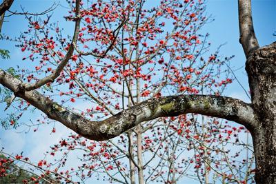 乘着春风，到景谷凤山赏木棉花！