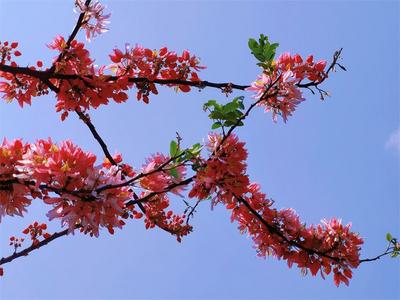 墨江那哈的“粉色浪漫”踏春而来！