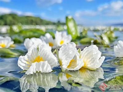 唤醒云南人的味蕾 品尝舌尖上的“花花世界”