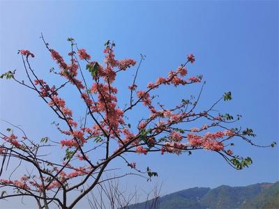 墨江那哈的“粉色浪漫”踏春而来！