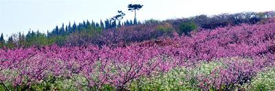 【跟着精品线路游红河】这条私藏的绝美花海线路邀你打卡