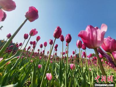 2023年湖南生态旅游节启动 五大花展催热“赏花游”