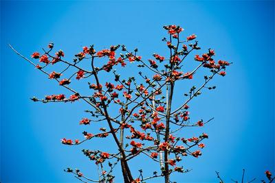 乘着春风，到景谷凤山赏木棉花！
