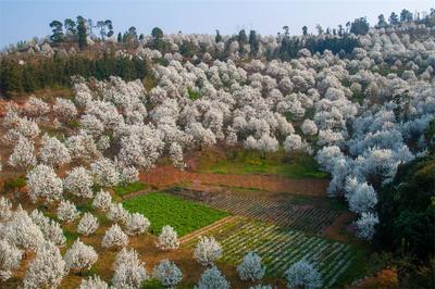 惊蛰｜万亩梨花“香雪海”，邀你赴一场春日盛宴！