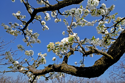 有一种叫云南的生活｜玉溪江川：邂逅梨花节 玩转江城镇！