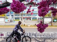 图集 | 丽江樱花大道 花正艳 景正好