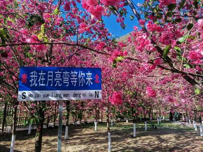 春日休闲出游，峨山这个宝藏地方一定不能少！