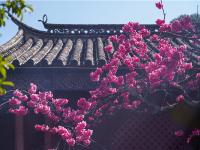图集 | 丽江普济寺樱花 穿越300多年的艳丽