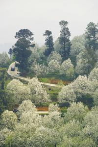 惊蛰｜万亩梨花“香雪海”，邀你赴一场春日盛宴！