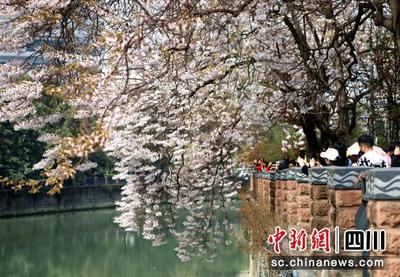 2023天府迎春赏花节将启幕：草坪花卉达80万平方米 赏花步道70余条