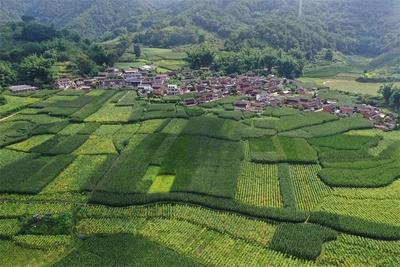 好消息！普洱3个村落入选第六批中国传统村落名录