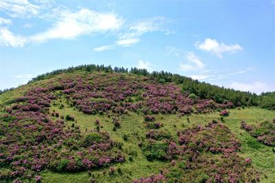 有一种叫云南的生活｜玉溪江川：邂逅梨花节 玩转江城镇！