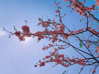 墨江那哈的“粉色浪漫”踏春而来！